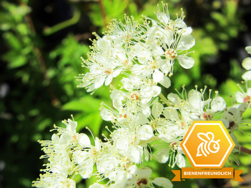 Mädesüß - Filipendula ulmaria
